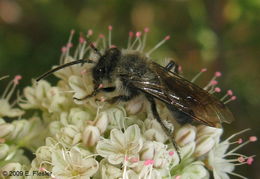 Image de Andrena cerasifolii Cockerell 1896