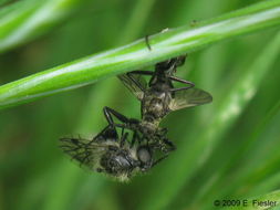 Image de Rhamphomyia sudigeronis Coquillett 1895