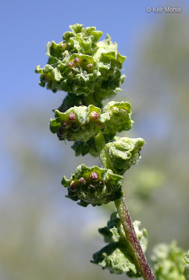 Image de Ambrosia deltoidea (Torr.) Payne