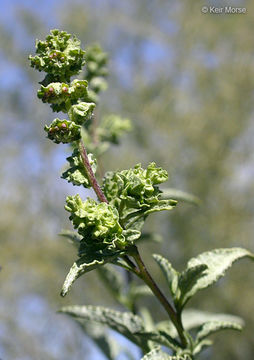 Image of triangle bur ragweed