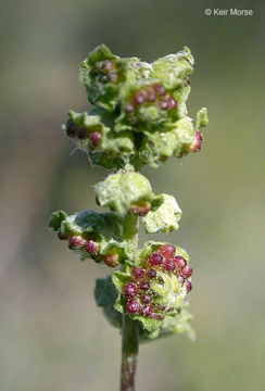 Image of triangle bur ragweed