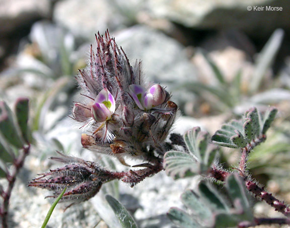 Image of hairy prairie clover