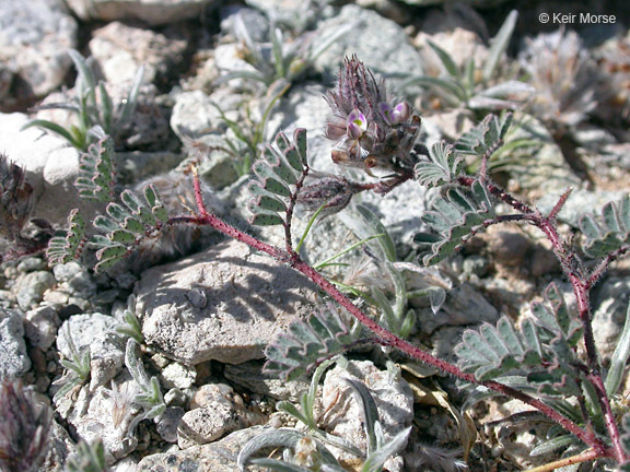 Image of hairy prairie clover