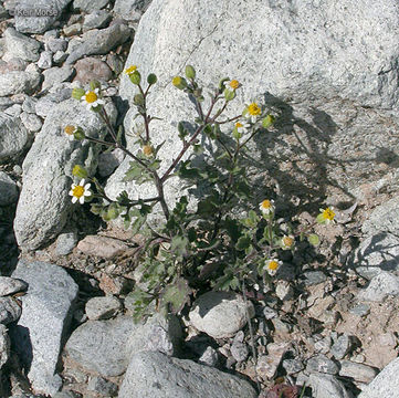 Image of Emory's rockdaisy