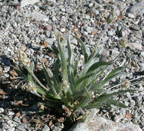 Image of Plantago ovata var. fastigiata (E. Morris) S. C. Meyers & Liston