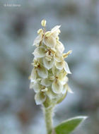 Image of Plantago ovata var. fastigiata (E. Morris) S. C. Meyers & Liston