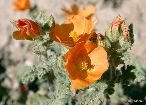 Imagem de Sphaeralcea coulteri (S. Wats.) Gray