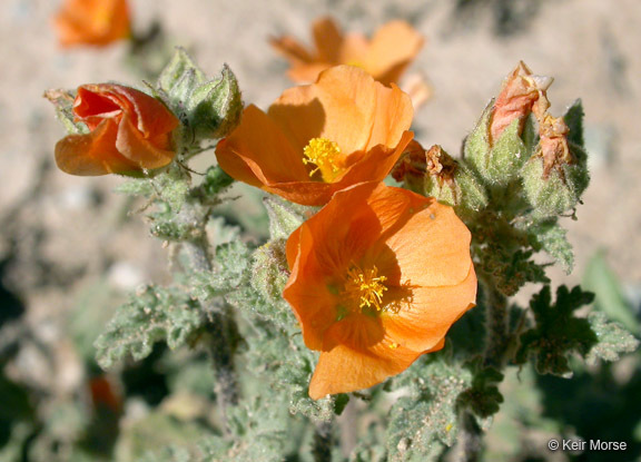 Image of Coulter's globemallow
