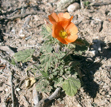 Imagem de Sphaeralcea coulteri (S. Wats.) Gray