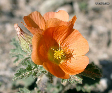 Imagem de Sphaeralcea coulteri (S. Wats.) Gray