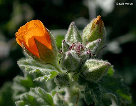 Imagem de Sphaeralcea coulteri (S. Wats.) Gray