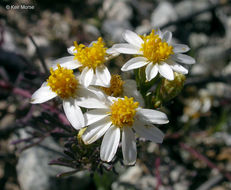 Image of Sonoran pricklyleaf