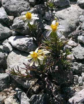 Image of Sonoran pricklyleaf