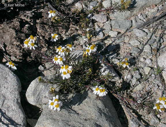 Image of Sonoran pricklyleaf