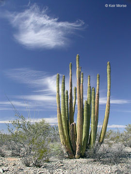 Image of Organ Pipe Cactus