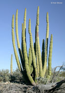 Image of Organ Pipe Cactus