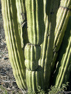 Image of Organ Pipe Cactus