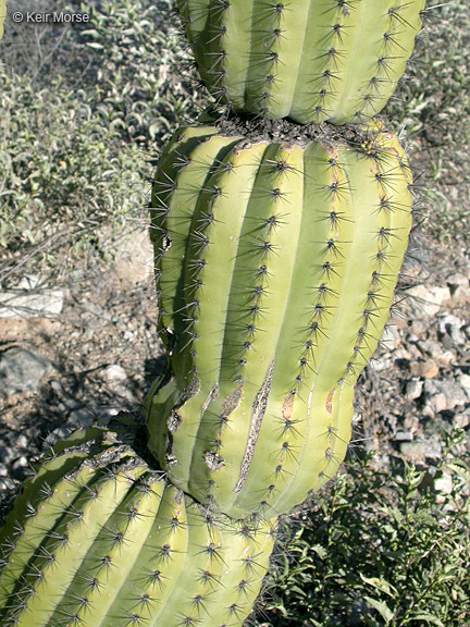 Image of Organ Pipe Cactus