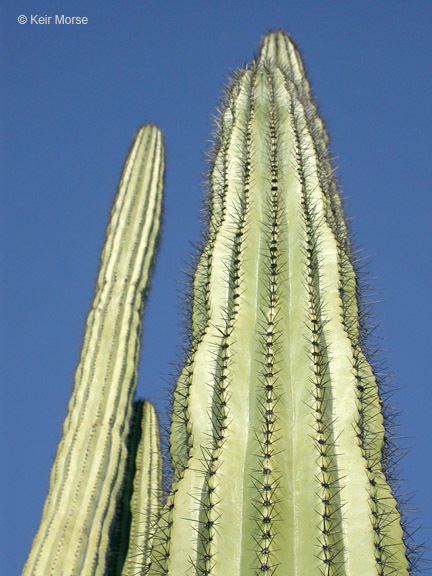 Image of Organ Pipe Cactus