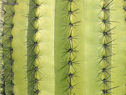 Image of Organ Pipe Cactus