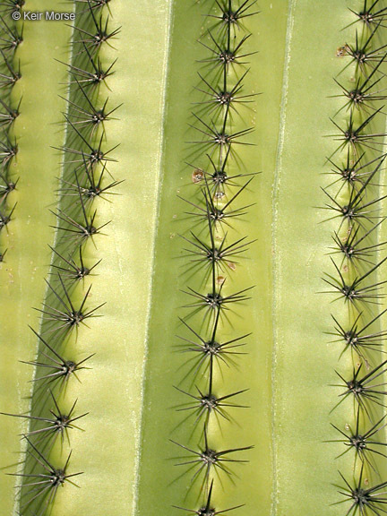 Image of Organ Pipe Cactus