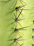 Image of Organ Pipe Cactus