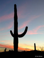 saguaro resmi