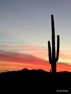 saguaro resmi