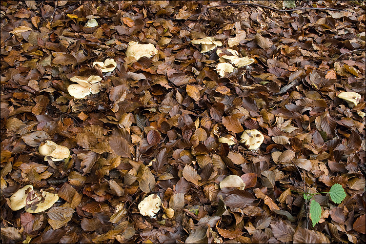 Image of Pale milkcap