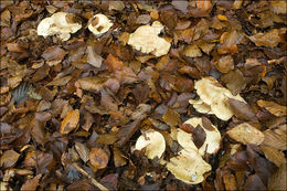 Image of Pale milkcap