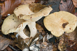 Image of Pale milkcap