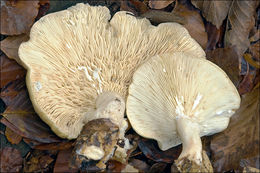 Image of Pale milkcap