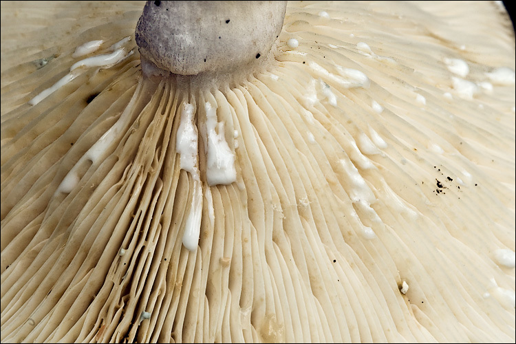 Image of Pale milkcap