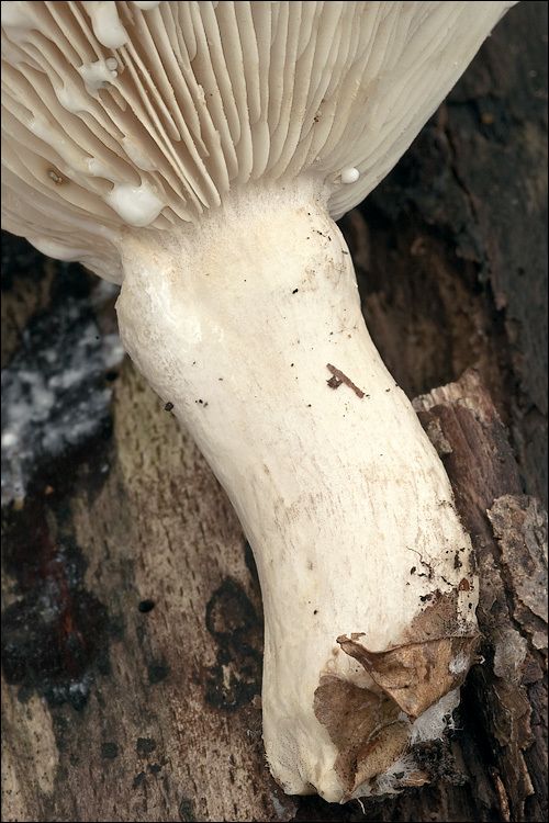 Image of Pale milkcap