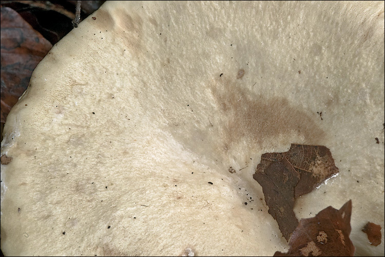 Image of Pale milkcap