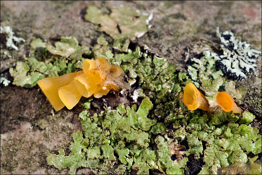 Imagem de Guepiniopsis buccina (Pers.) L. L. Kenn. 1959