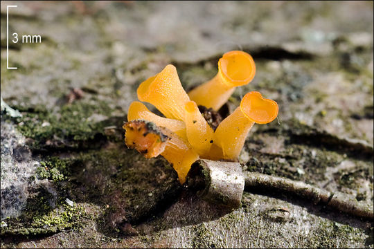 Image of Guepiniopsis buccina (Pers.) L. L. Kenn. 1959