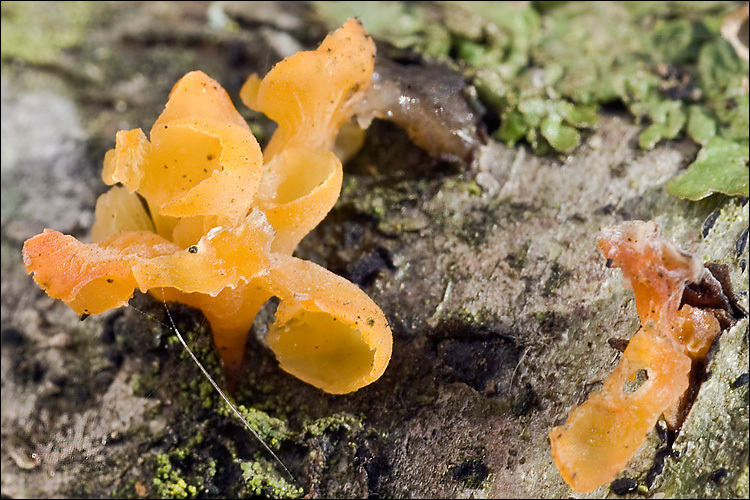 Image of Guepiniopsis buccina (Pers.) L. L. Kenn. 1959