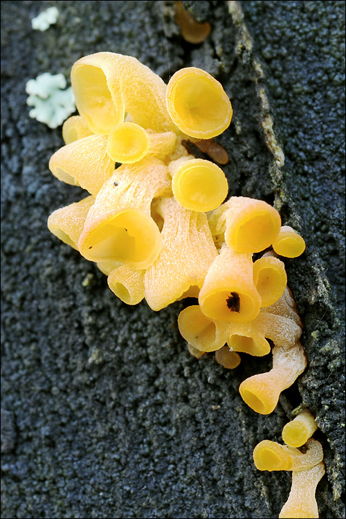 Image of Guepiniopsis buccina (Pers.) L. L. Kenn. 1959