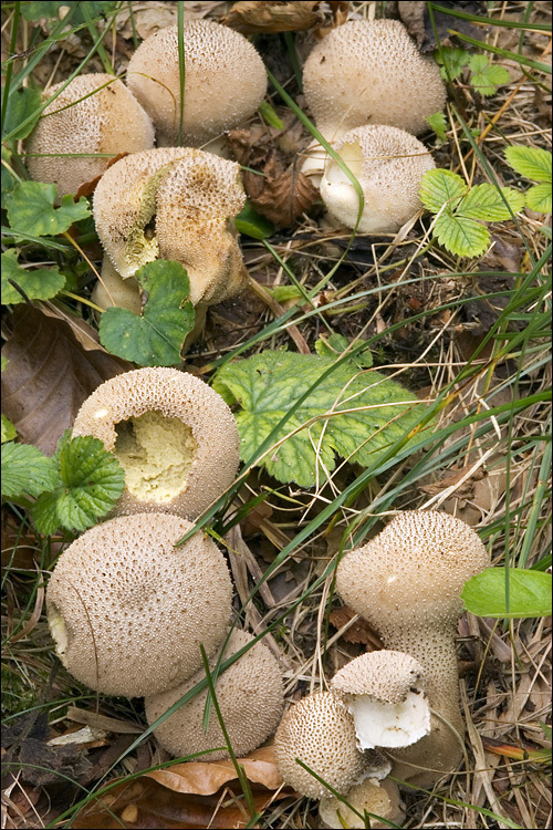 Imagem de Lycoperdon perlatum Pers. 1796