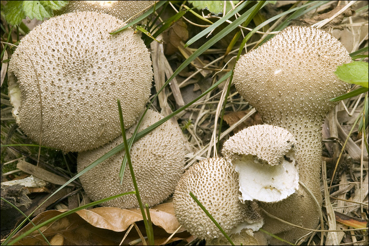 Imagem de Lycoperdon perlatum Pers. 1796