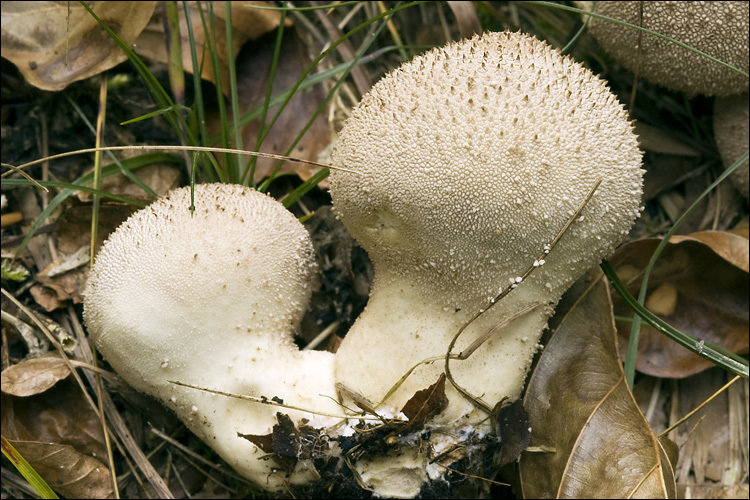 Imagem de Lycoperdon perlatum Pers. 1796