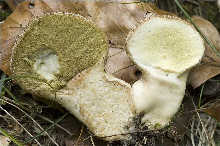 Imagem de Lycoperdon perlatum Pers. 1796