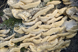 Image of Trametes pubescens (Schumach.) Pilát 1939