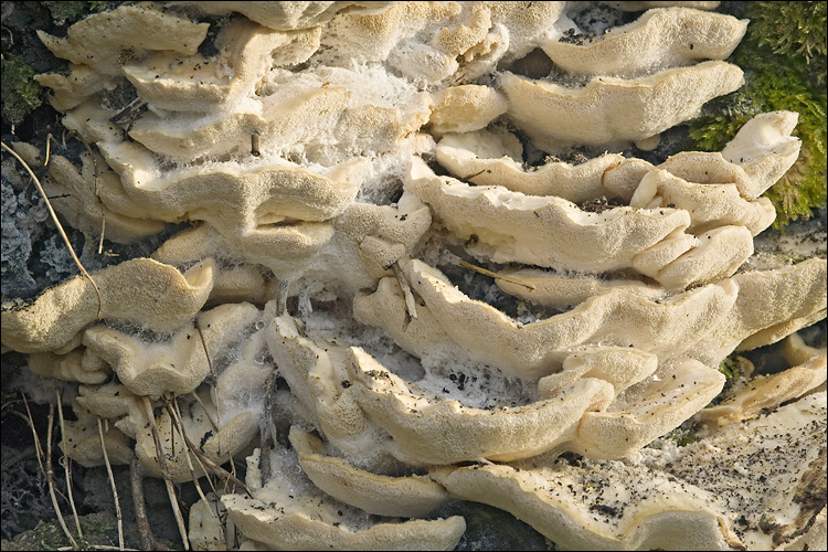 Image of Trametes pubescens (Schumach.) Pilát 1939