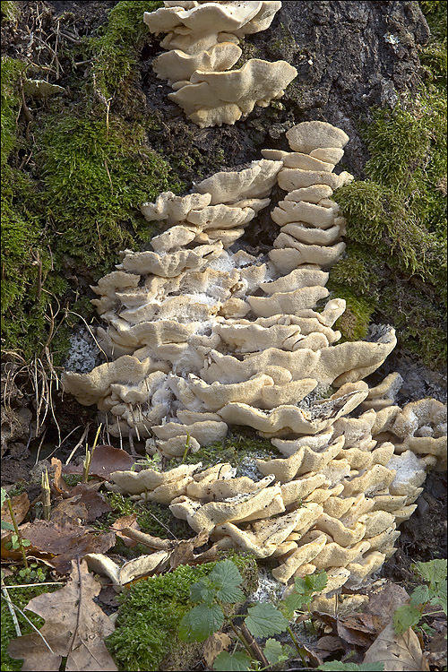 Image of Trametes pubescens (Schumach.) Pilát 1939