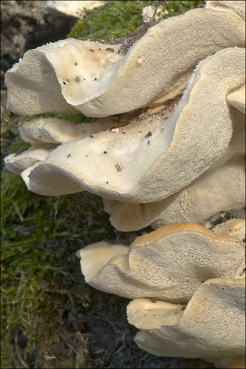 Image of Trametes pubescens (Schumach.) Pilát 1939