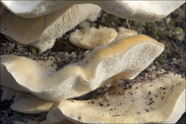 Image of Trametes pubescens (Schumach.) Pilát 1939