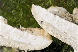 Image of Trametes pubescens (Schumach.) Pilát 1939