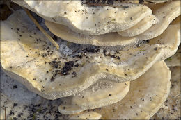 Image of Trametes pubescens (Schumach.) Pilát 1939